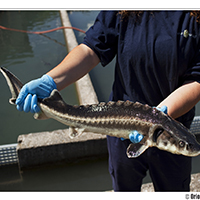 L'esturió és el peix del què s'extreu el caviar Nacarii L'esturió és el peix del què s'extreu el caviar Nacarii