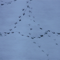 Imatge de petjades d'ocell a la neu Imatge de petjades d'ocell a la neu