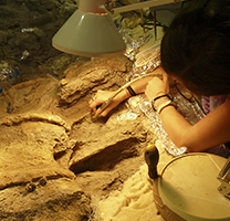 Moment de les tasques de restauració del coll de Titanosaure