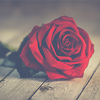 Les roses vermelles són presents tota la jornada