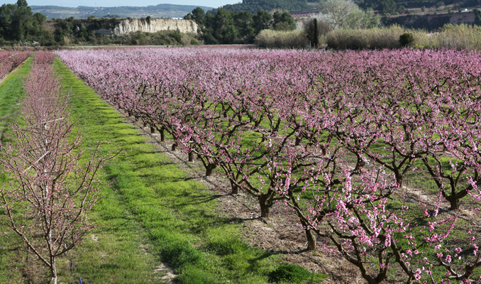 Les Flandes i la Fortesa de Piera