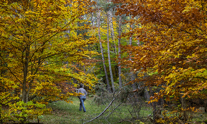 Imatge del Bosc de Virós, al Pallars Sobirà Imatge del Bosc de Virós, al Pallars Sobirà