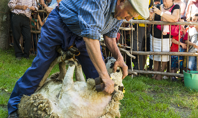 Moment de la xollada a tisora. Foto d'Òscar Rodbag