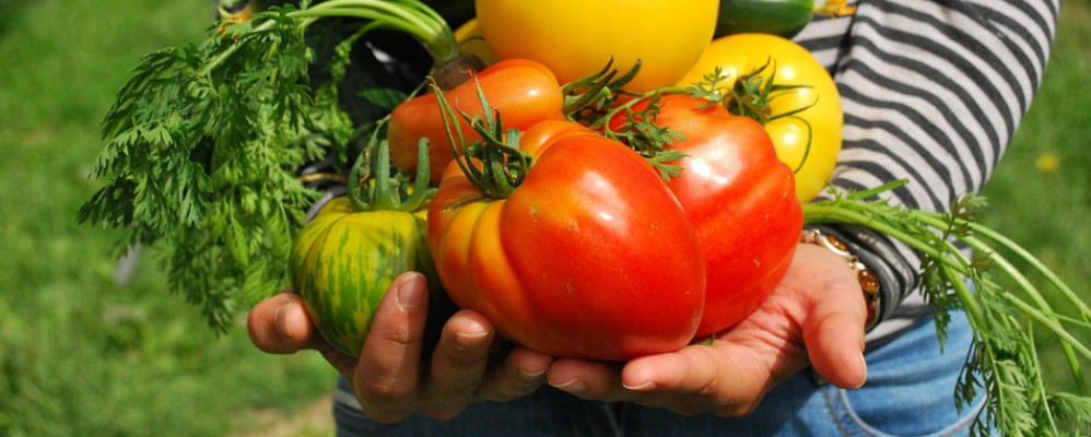 Viu l'Hort
