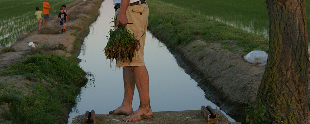 Plantada Arròs