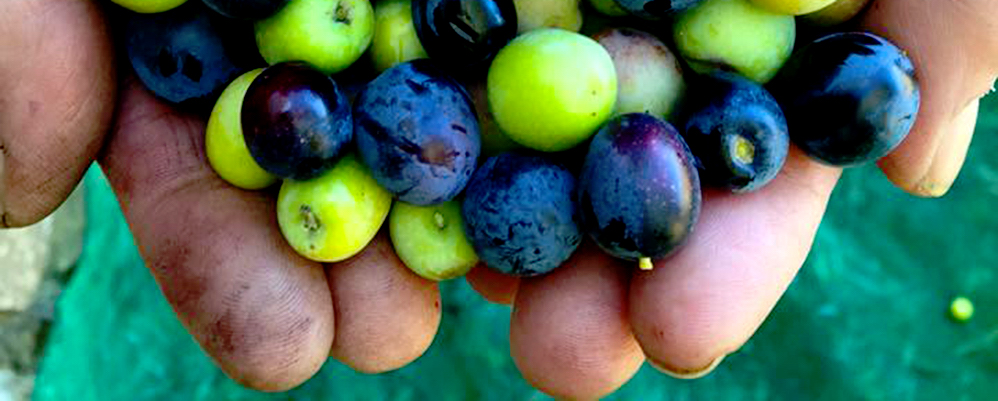 Olives