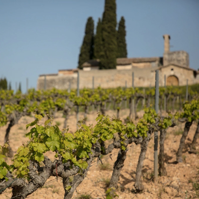 Vinyes de les Bodegues Sumarroca, Monistrol d'Anoia, Sant Sadurní d'Anoia, La Primavera del Cava, 2023