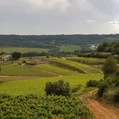 Celler Joan Segura Pujadas, Torrelavit, La Primavera del Cava, 2023 Celler Joan Segura Pujadas, Torrelavit, La Primavera del Cava, 2023