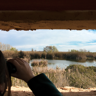 Dia Mundial dels ocells als Aiguamolls de Rufea, Lleida, 2022