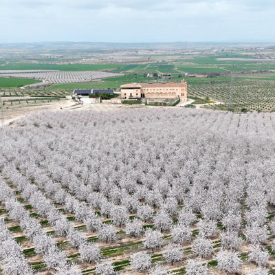 Activitat 'Els ametllers: la primera floració', Mas de Colom, Casa Borges, Activitat 'Els ametllers: la primera floració', Mas de Colom, Casa Borges,