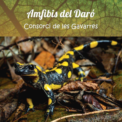 Amfibis del Daró, Consorsi de les Gavarres, 2022 Amfibis del Daró, Consorsi de les Gavarres, 2022