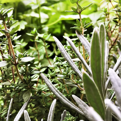 Plantes aromàtiques Plantes aromàtiques