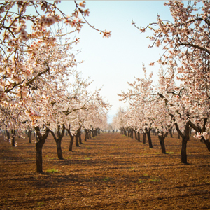 Ametllers Florits, Les Garrigues, Flors, Arbres, Arbres Florits Ametllers Florits, Les Garrigues, Flors, Arbres, Arbres Florits