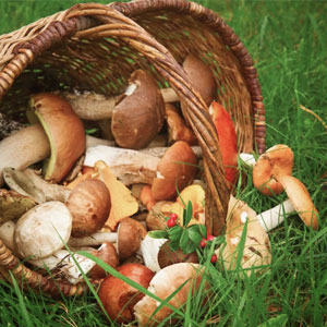 Bolets, Bosc Bolets, Bosc
