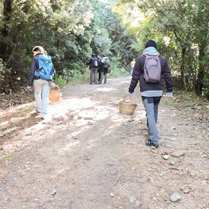 Bolets, Bosc Bolets, Bosc