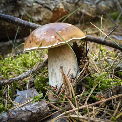 Bolets del Pallars Jussà, 2020 Bolets del Pallars Jussà, 2020