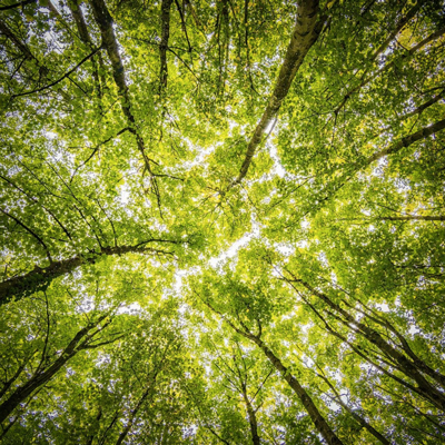Bosc, Arbres, Bany de Bosc Bosc, Arbres, Bany de Bosc