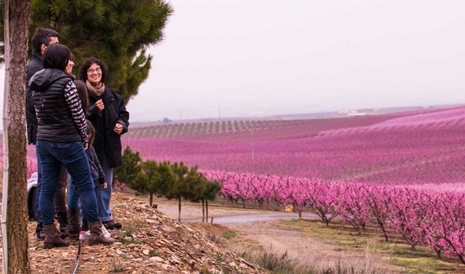 Floració Aitona
