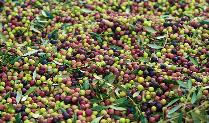 Collita d'olives, a La Fatarella