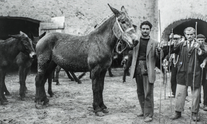 Un firandant amb una de les seves mules a l'antiga fira de Salàs Un firandant amb una de les seves mules a l'antiga fira de Salàs