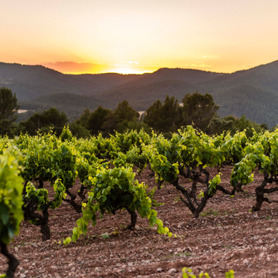 Visita gourmet al capvespre al celler Abadal