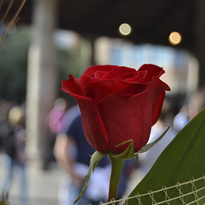 Sant Jordi Cardona Sant Jordi Cardona