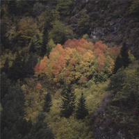 Imatge d'un bosc amb caducifolis