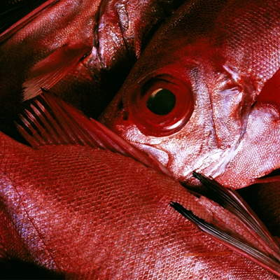 Daido Moriyama Daido Moriyama