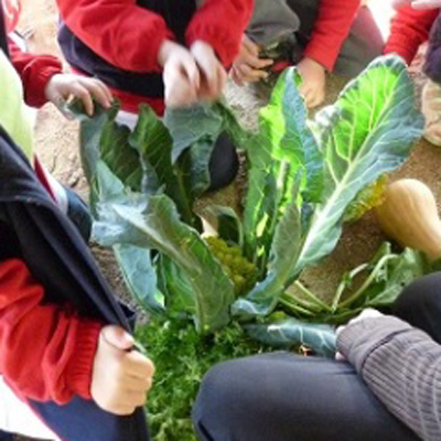 Taller 'De l'hort al plat'