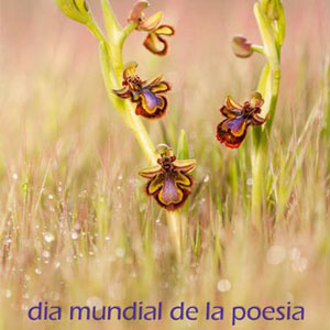 Dia Mundial de la Poesia - Terres de l'Ebre 2020 Dia Mundial de la Poesia - Terres de l'Ebre 2020