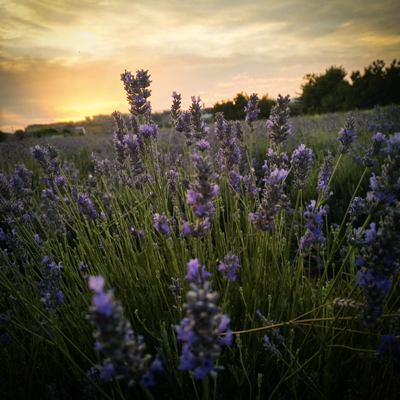 Camp de lavanda, Horta de Lleida, Aromes de Can Rosselló Camp de lavanda, Horta de Lleida, Aromes de Can Rosselló