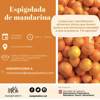 Espigolada de mandarina, Fundació Espigoladors