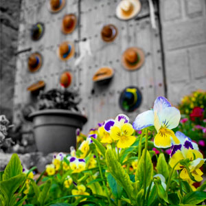 Exposició 'Les Garrigues en Flor' Exposició 'Les Garrigues en Flor'