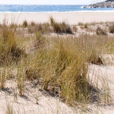 Exposició 'Les nostres dunes' a Cal Bofill, torredembarra, 2021