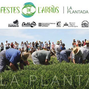 Festa de la Plantada de Deltebre - 2019 Festa de la Plantada de Deltebre - 2019
