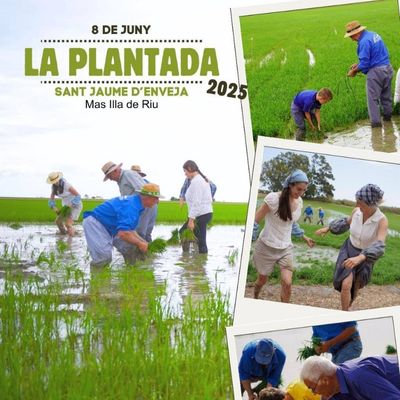 Festa de la Plantada a Sant Jaume d'Enveja 2025, Festa de la Plantada a Sant Jaume d'Enveja, 2025, Festa de la Plantada, Sant Jaume d'Enveja
