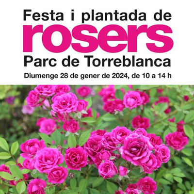 Festa i plantada de rosers, Sant Feliu de Llobregat, 2024