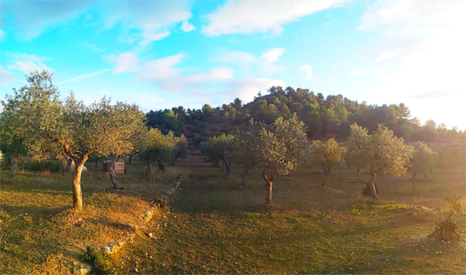 Finca