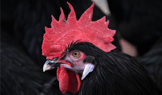 Un gall del Penedès