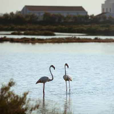 Visita 'I què menjo amb aquest bec?', Mónnatura Delta de l'Ebre