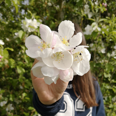 Hanami Horta, Floració, Granja Pifarré, Lleida, 2022