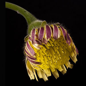 Exposició 'Flors de marge' de Vicenç Rovira Exposició 'Flors de marge' de Vicenç Rovira