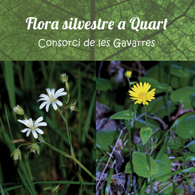 Flora silvestre a Quart, Consorci de les Gavarres, 2022 Flora silvestre a Quart, Consorci de les Gavarres, 2022