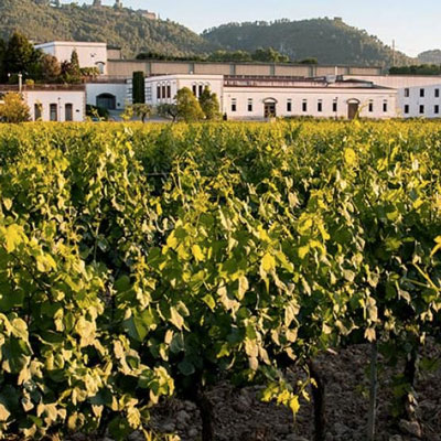Maridatge Formatge & Vi al Celler Sumarroca, Subirats, 2020 Maridatge Formatge & Vi al Celler Sumarroca, Subirats, 2020