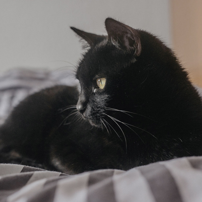 Activitat familiar 'La gata Lluna del Monestir de Pedralbes', 2023