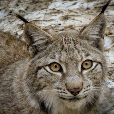 Fauna dels Pirineus, Monnnatura Pirineus
