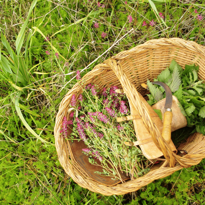 Dons naturals, plantes per la vida, la Xia, El Jardí de les Bruixes, La Morera de Montsant, 2022