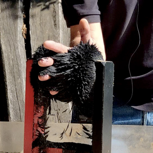 Taller familiar 'Explora els imants. La força del magnetisme'
