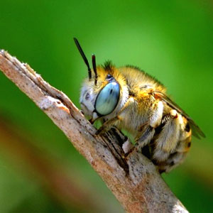 Exposició 'Insectes i altres invertebrats. Els més petits de Montsant'