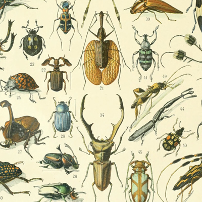 Taller familiar 'Descobrim els insectes'